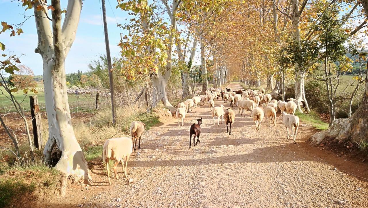Mas Del Llop Blanc - Dog Friendly Rural - Allotjament i esmorzar