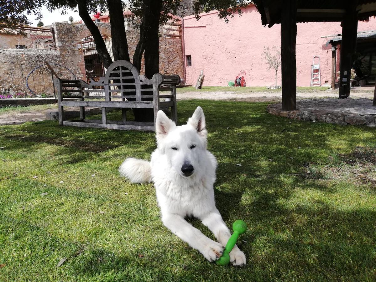 Mas Del Llop Blanc - Dog Friendly Rural - Allotjament i esmorzar 3*
