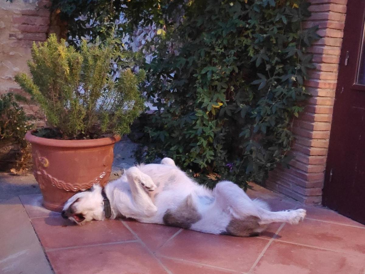 Mas Del Llop Blanc - Dog Friendly Rural - Allotjament i esmorzar