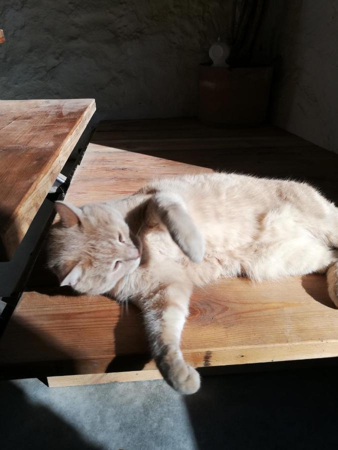 Allotjament i esmorzar Mas Del Llop Blanc - Dog Friendly Rural - Sobrestany